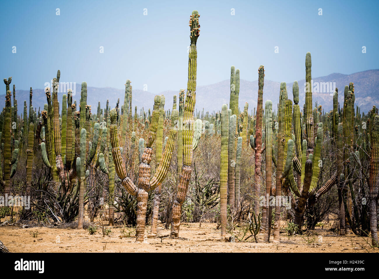 Mexico desert landscape cactus hires stock photography and images Alamy