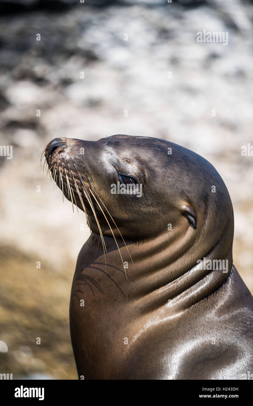 Sea lion, Isla Coronado , Baja California , Mexico. Stock Photo