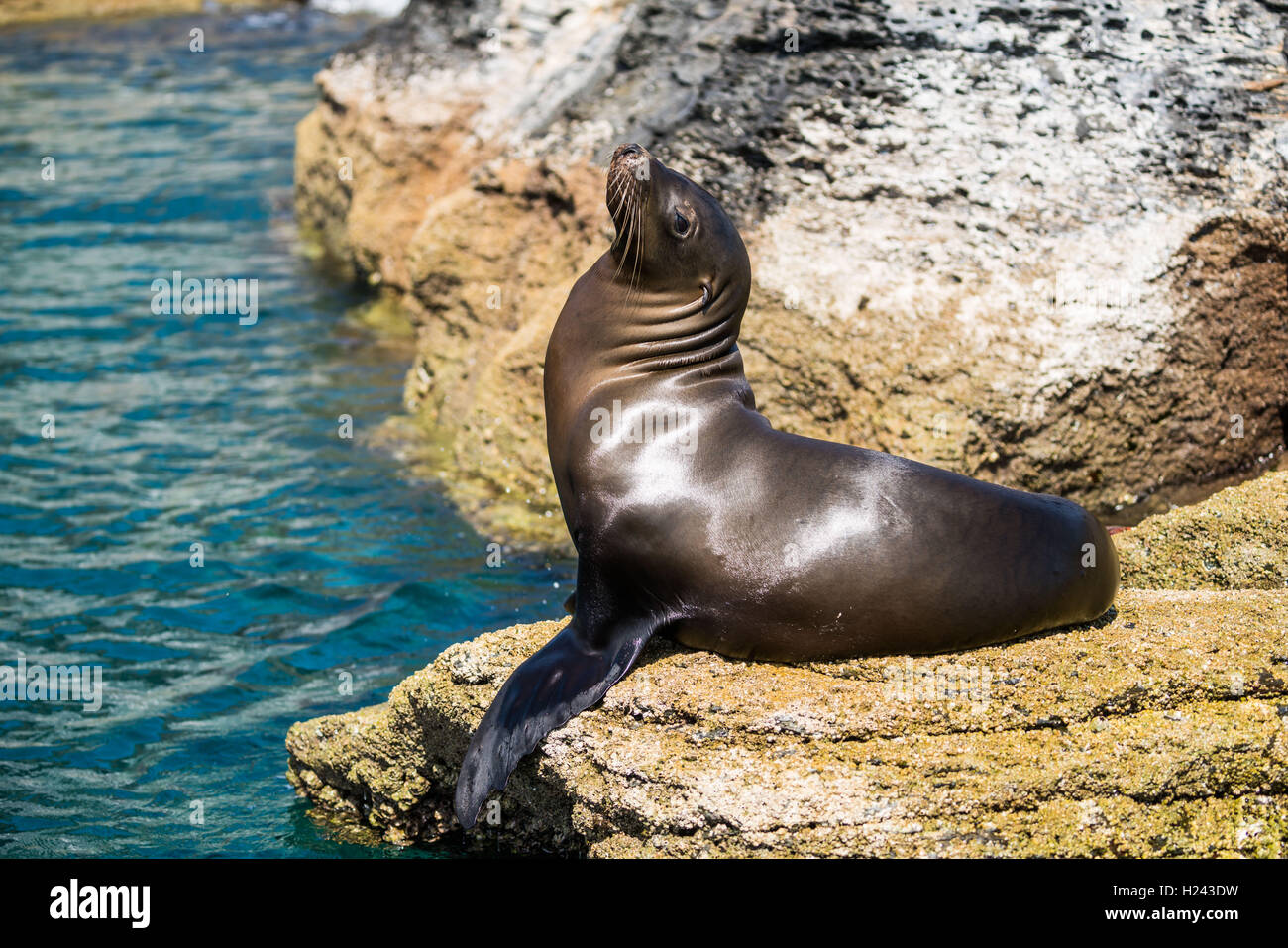 Sea lion, Isla Coronado , Baja California , Mexico. Stock Photo