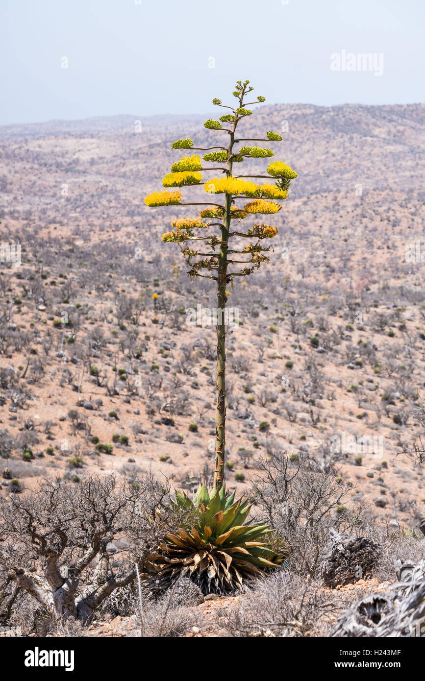 Mexico desert plant hi-res stock photography and images - Alamy