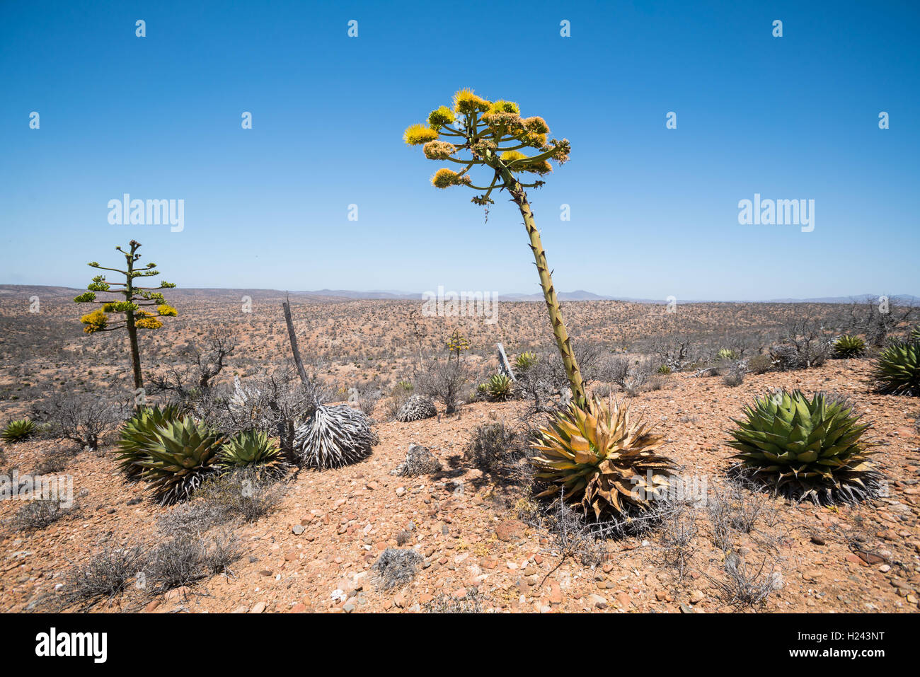 Cactus in the desert, Baja California, Mexico Stock Photo Alamy