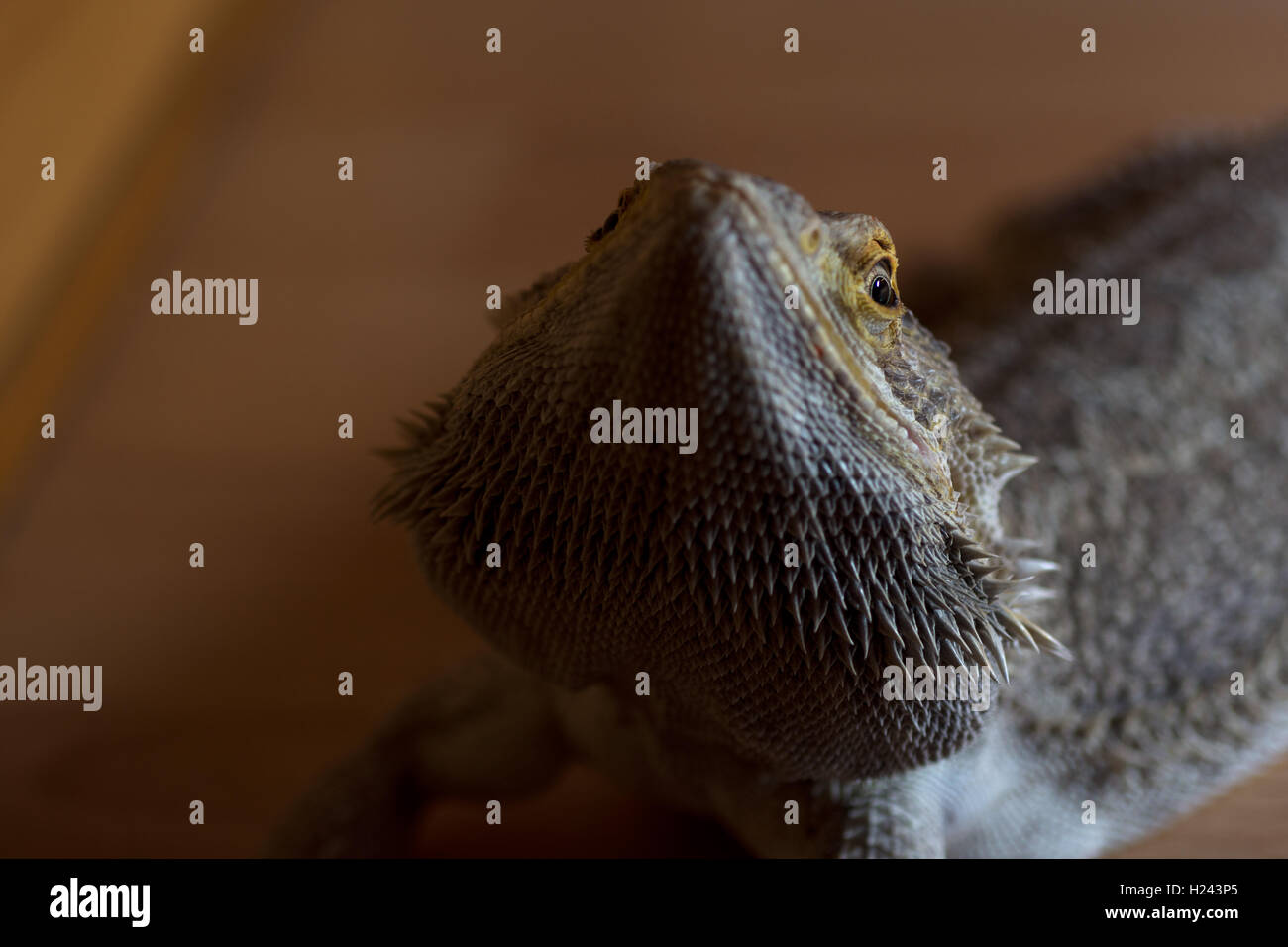 Male Bearded Dragon Stock Photo - Alamy