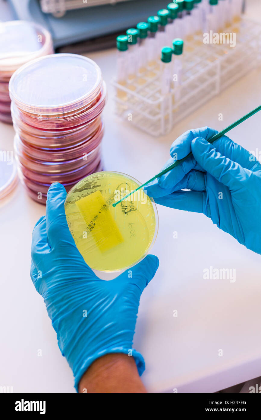 Pseudomonas aeruginosa bacteria (green) growing on clear sensitivity agar gel in a Petri dish. Stock Photo