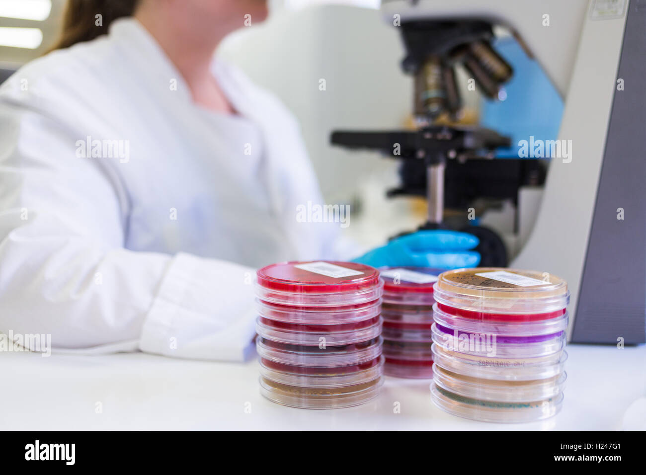 Technician using a microscope to study petri dish cultures. Stock Photo