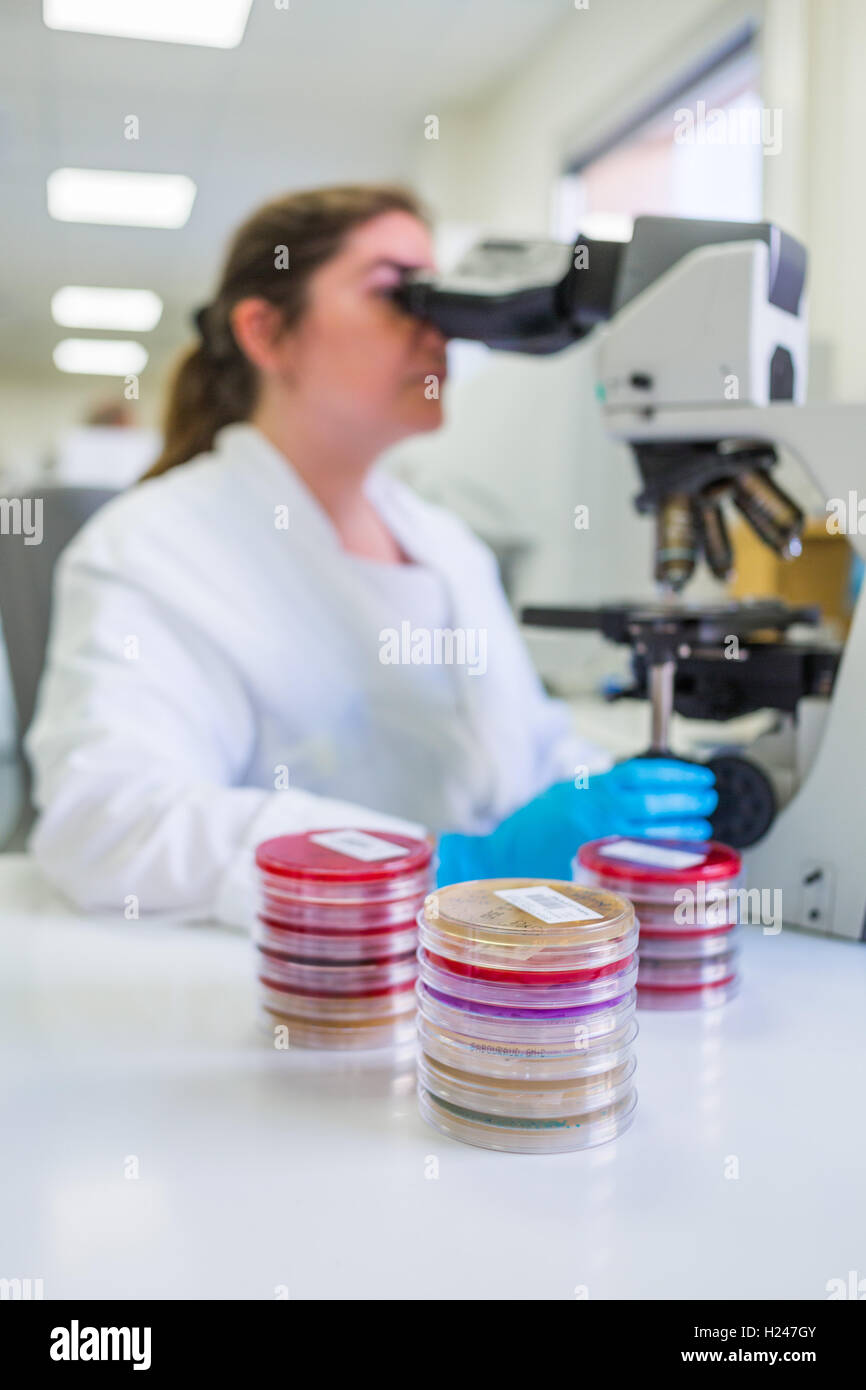 Technician using a microscope to study petri dish cultures. Stock Photo