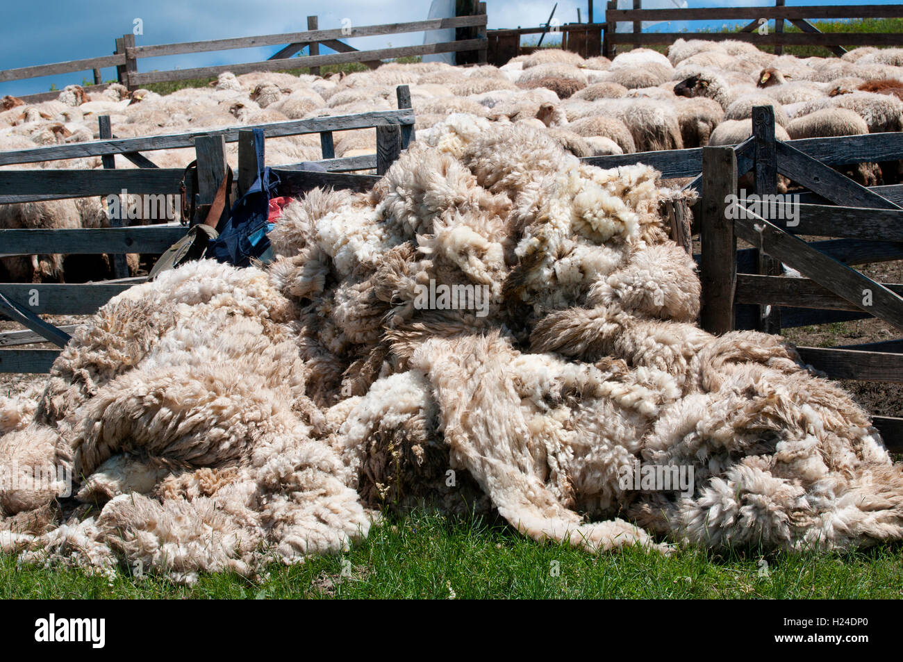 A heap of sheep wool in Romania after shearing Stock Photo - Alamy