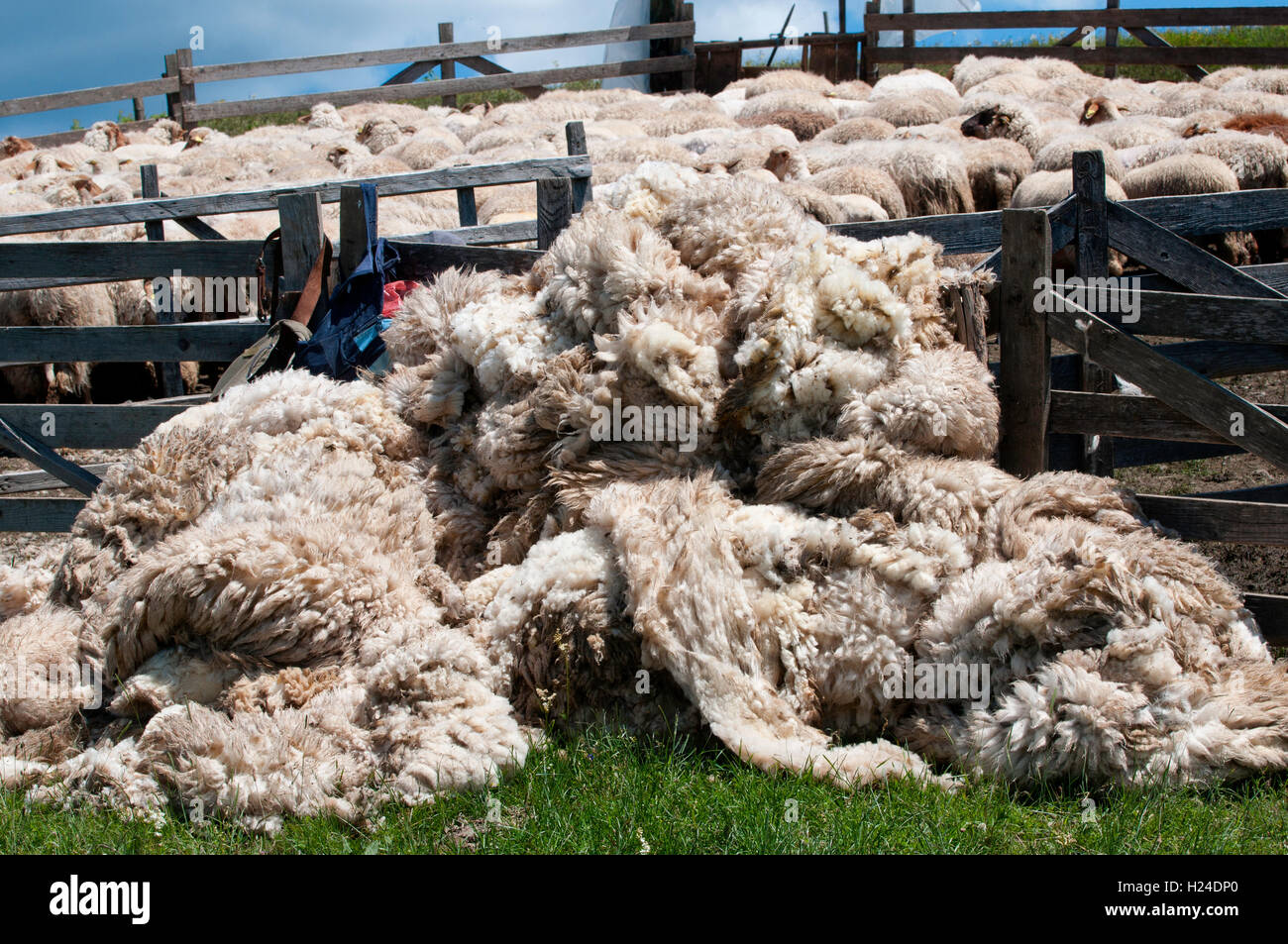 Heap of Sheep Heap of Sheep
