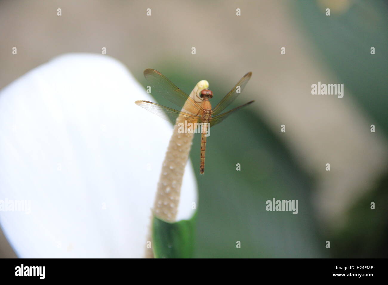 Phoring Insect Phoring hi-res stock photography and images - Alamy