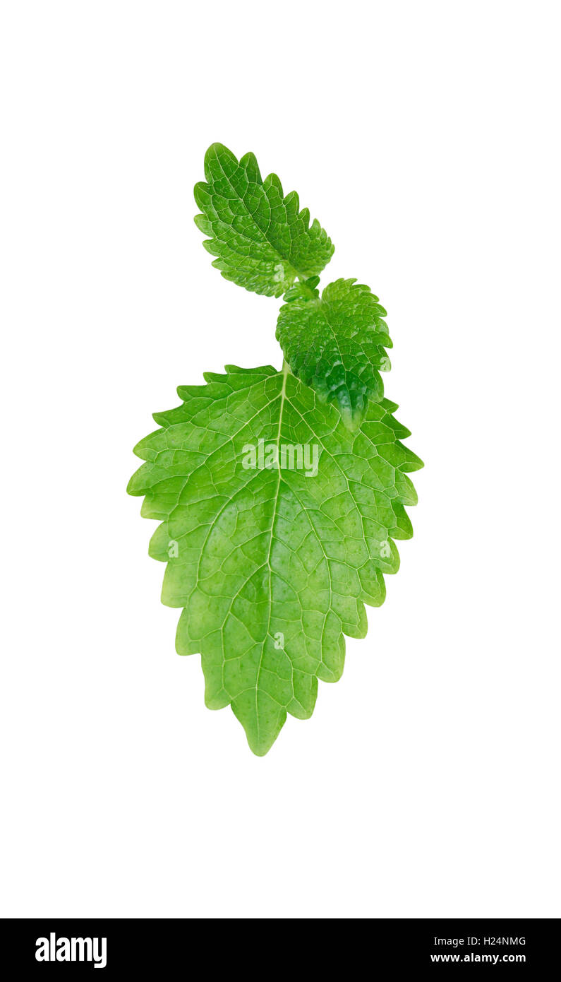 Green mint leaves isolated on white background with clipping path Stock ...