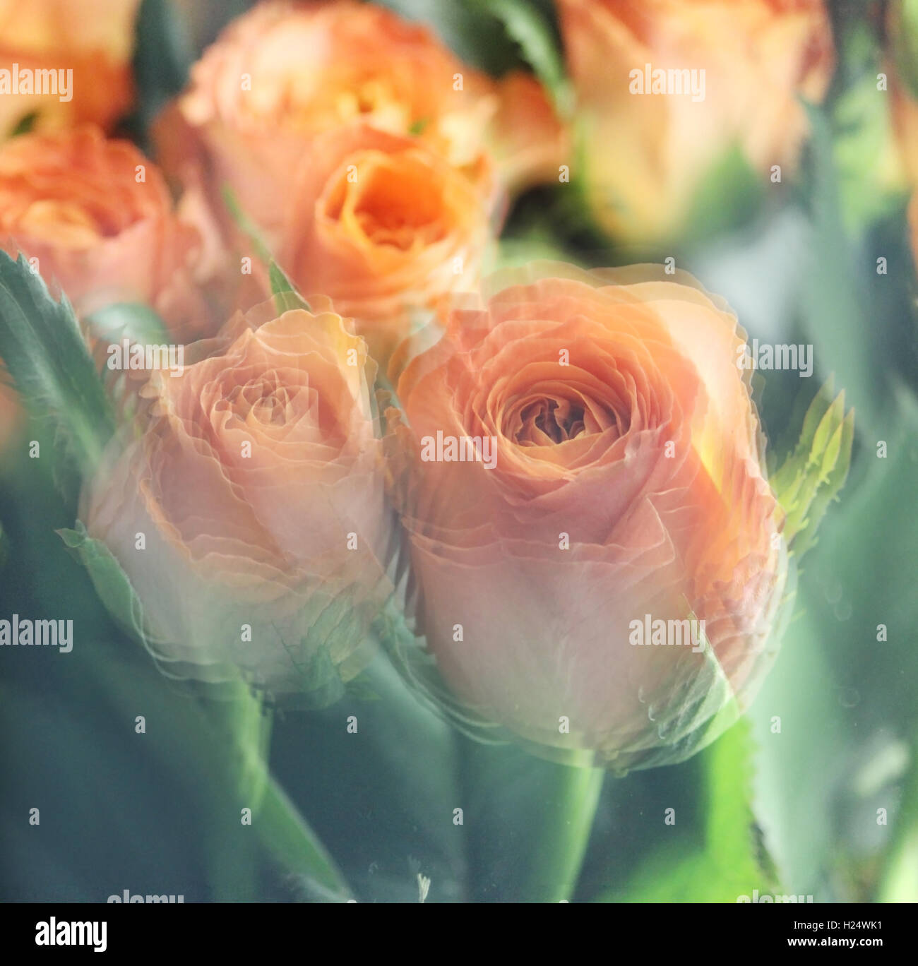 many pink roses for shops with window glass Stock Photo - Alamy