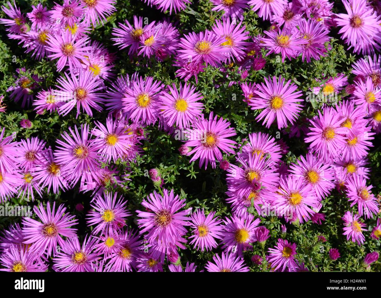 Aster novi-belgii Dandy Michaelmas daisy flowers Stock Photo