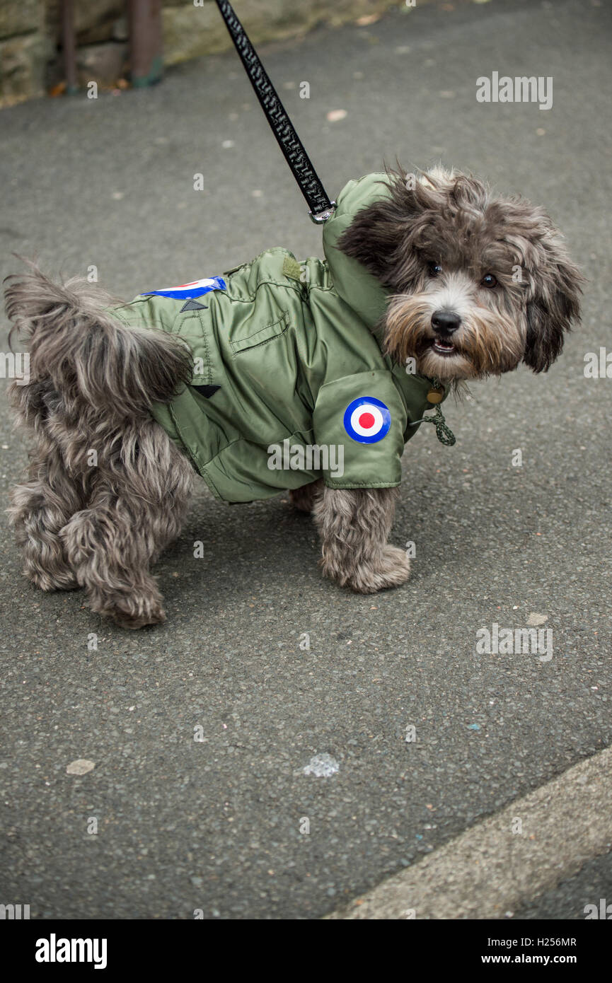 Clitheroe, UK. 24th Sep, 2016. A dog dressed in a parka featured the  traditional Mod symbol, the Royal Air Force roundel, during the scooter  arrival at the annual “Mod Weekender” festival. Credit: