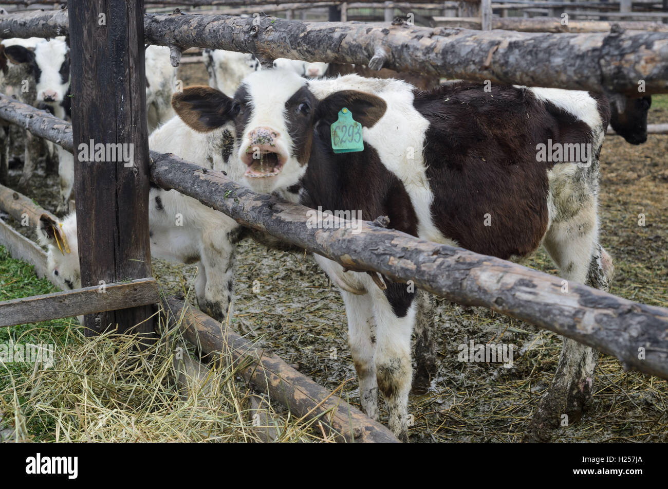 Tambov tambov region russia 23rd hi-res stock photography and images ...