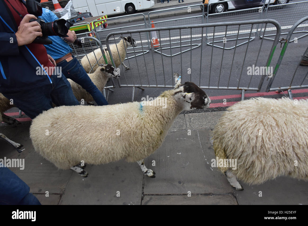 Sheep drive london bridge hi-res stock photography and images - Alamy