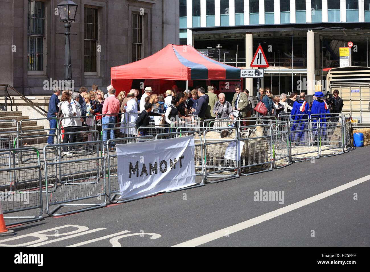 The Worshipful Company of Woolmen's annual Sheep Drive takes place ...