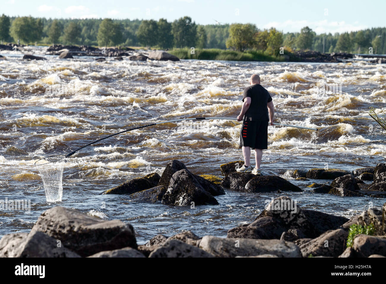 A man fishing salmon with a brailer from the Tornionjoki near Kukkola in Kemi, Finland, 29 July 2016. PHOTO: PETER ENDIG/dpa Stock Photo