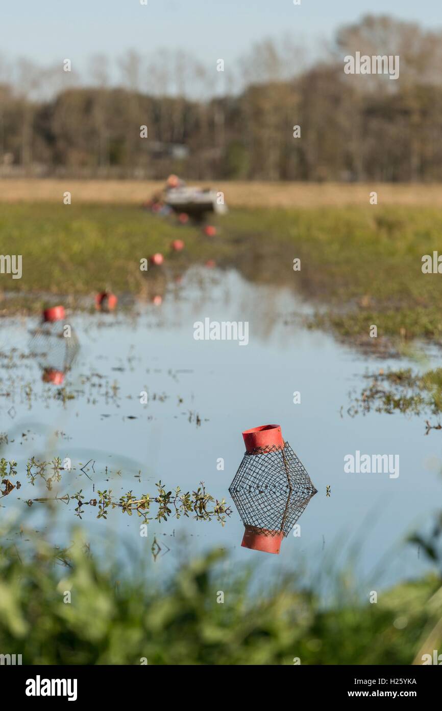 Crawfish traps in flooded field hi-res stock photography and images - Alamy