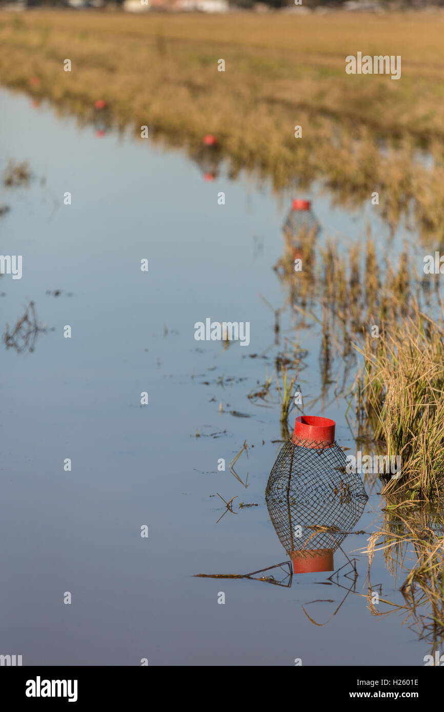 https://c8.alamy.com/comp/H2601E/crayfish-or-crawfish-wire-traps-on-a-flooded-rice-paddy-in-rural-eunice-H2601E.jpg
