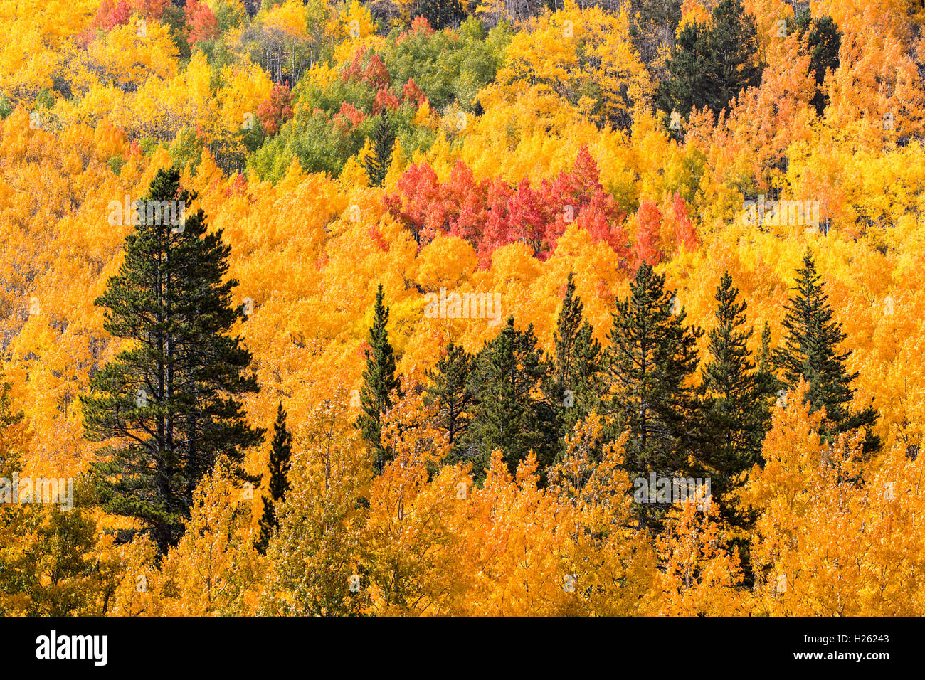 Fall foliage near Monarch Pass; Central Colorado; USA Stock Photo