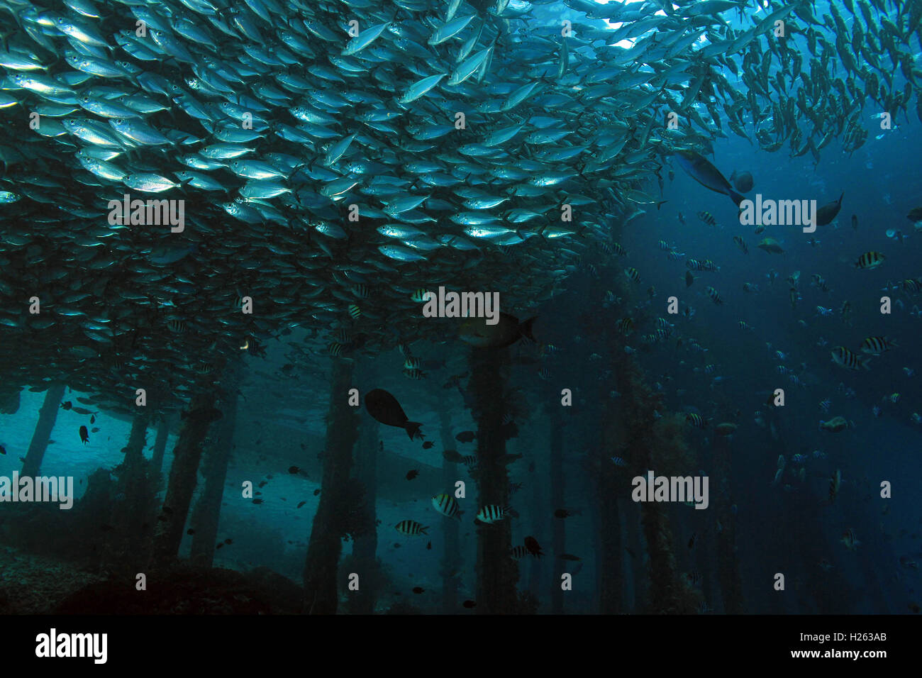 Schools of Fish around the Jetty of Arborek in Dampier Strait. Raja