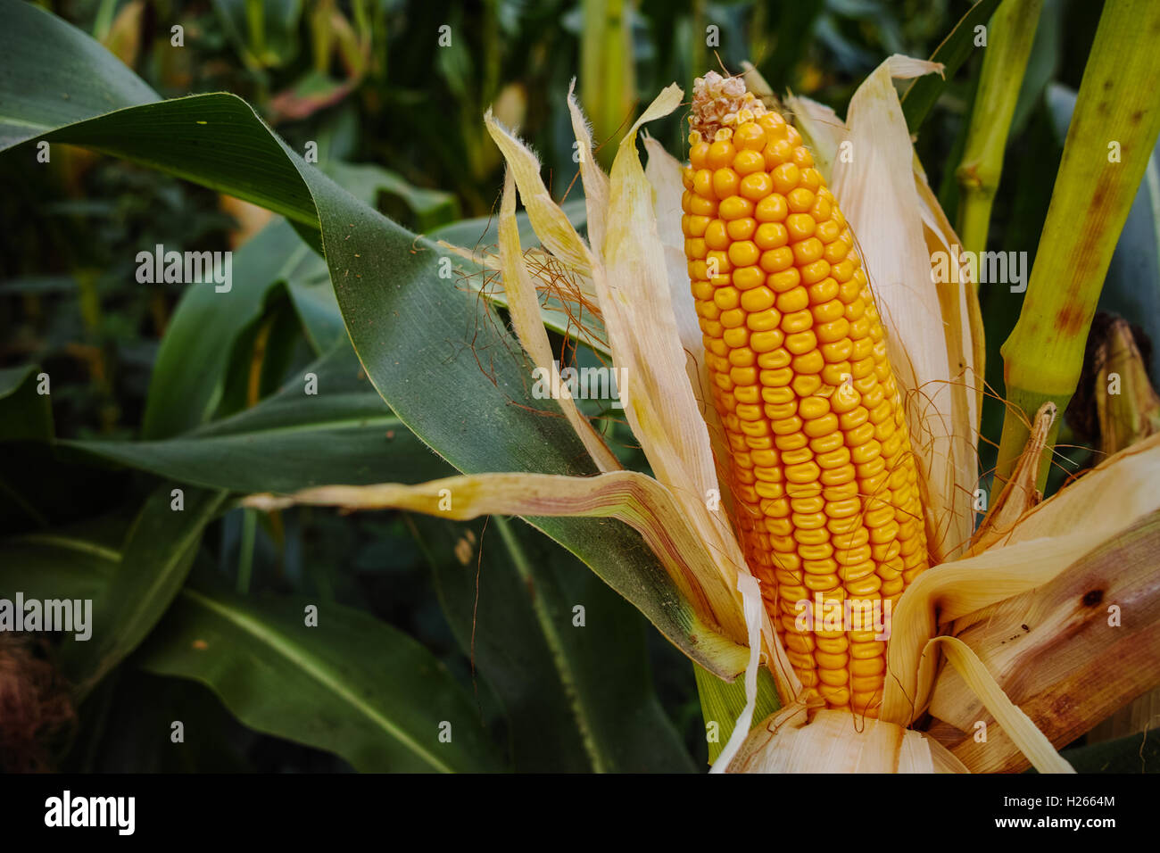 Field with organic ripe corn Stock Photo - Alamy