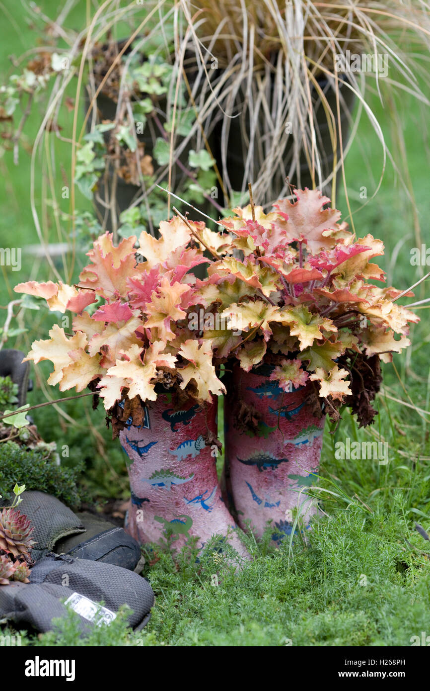 wellington boots with Autumn plants growing in them Stock Photo - Alamy