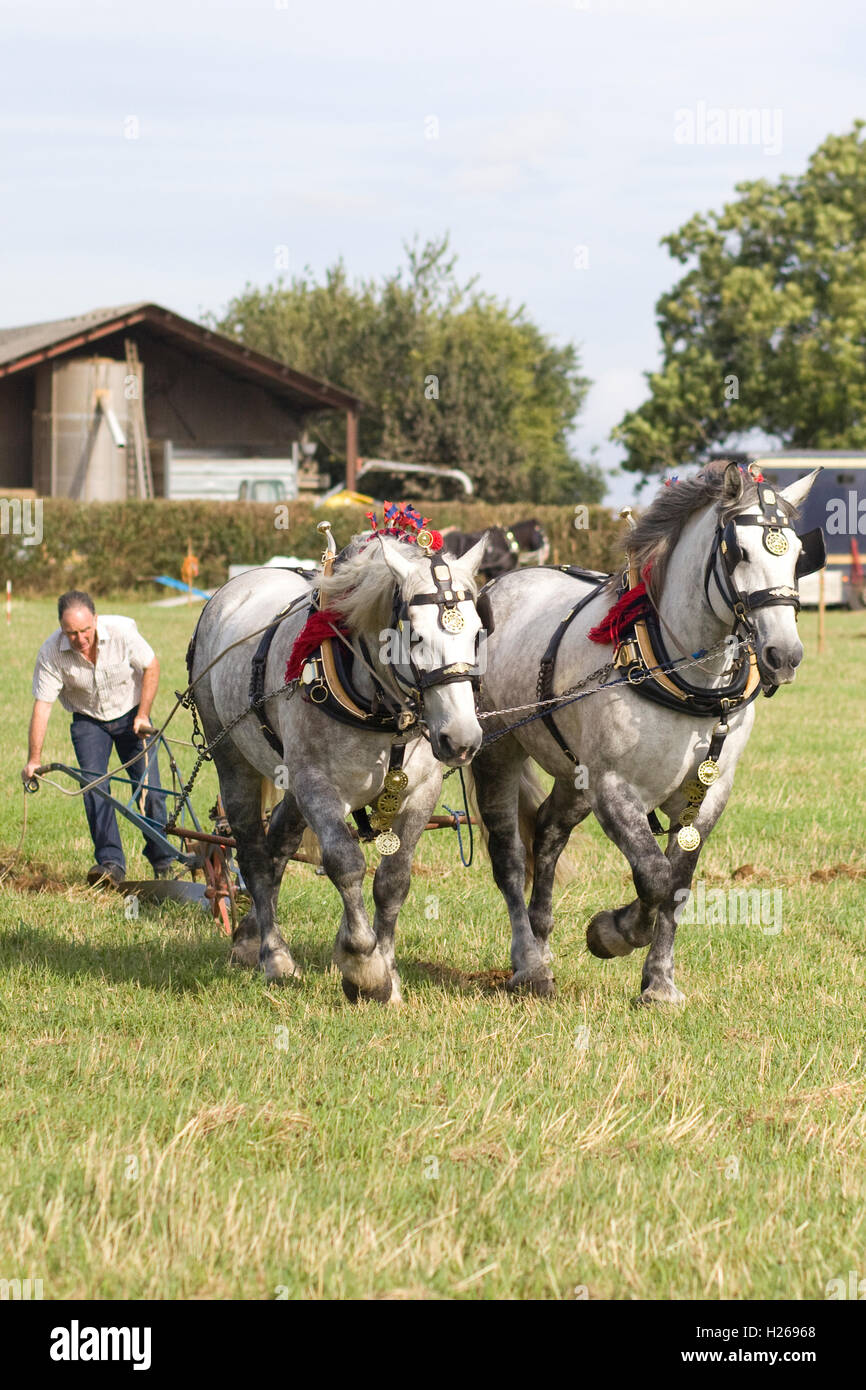 Traditional ploughing a farmer works the land with horses and a Single