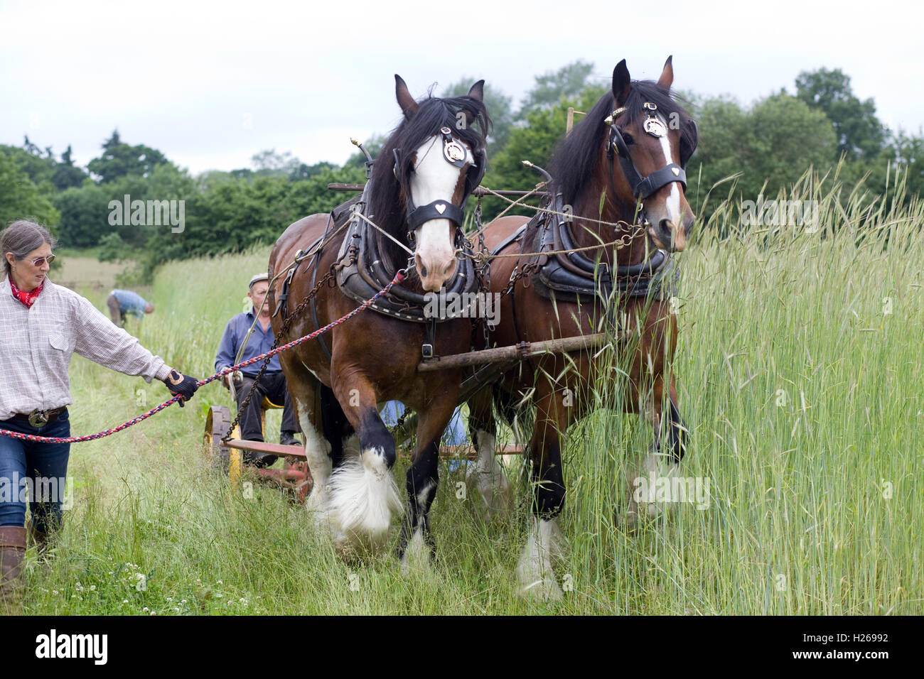 Horse drawn reaper hi-res stock photography and images - Alamy