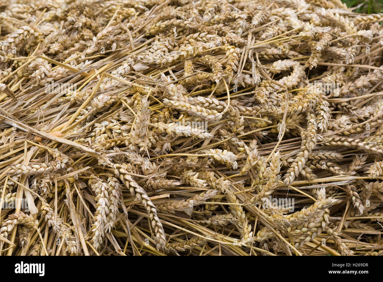 Cut Common wheat Triticum aestivum Stock Photo