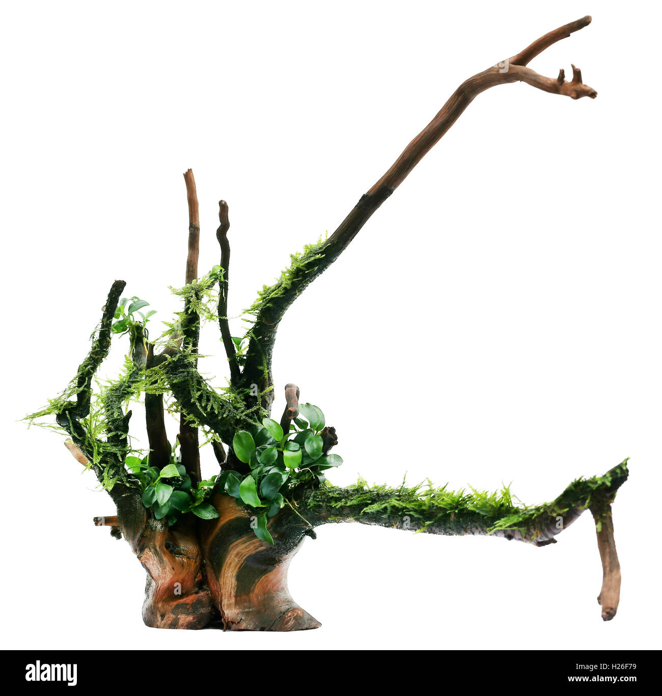 Java moss and anubias tied in bogwood over white background Stock Photo