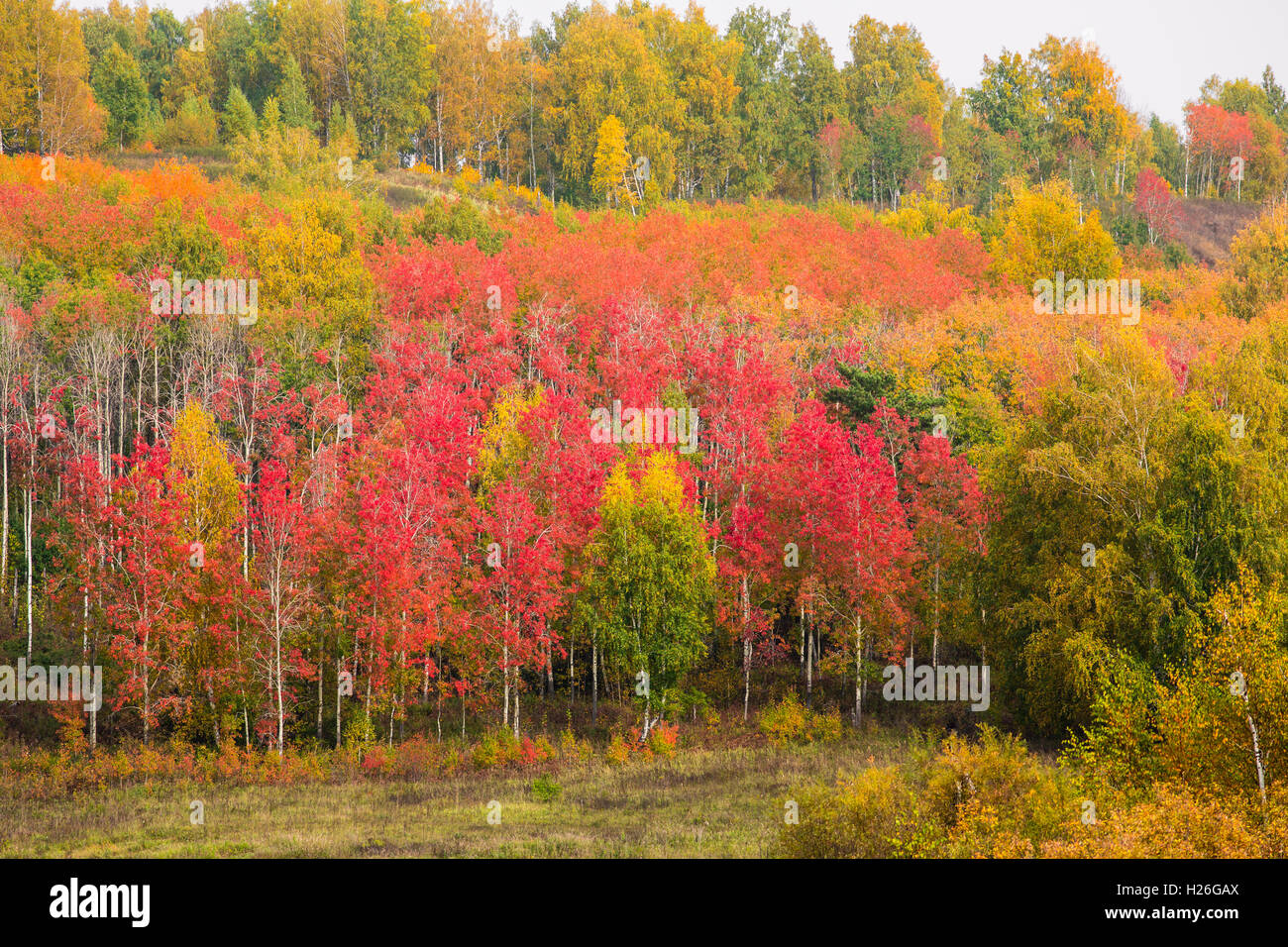 Russian forest in fall Stock Photo