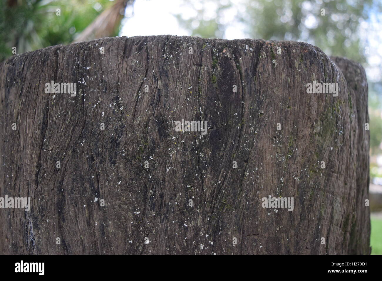 Rough textured bark with moss on old  Trees, Finca Filadelfia, Antigua, Guatemala Stock Photo