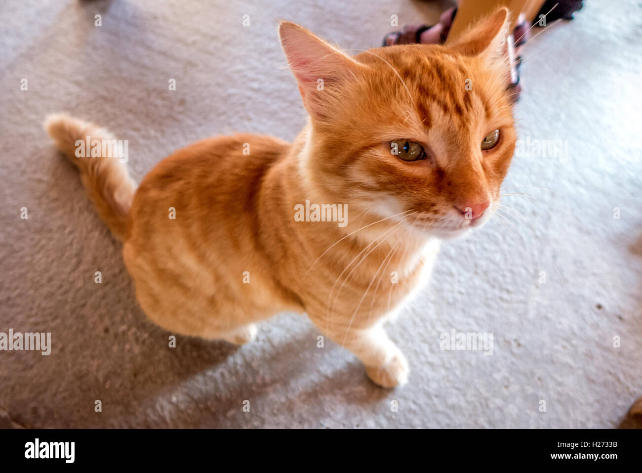 Stray street cats scavenging for scraps at a restaurant in northern Cyprus Stock Photo