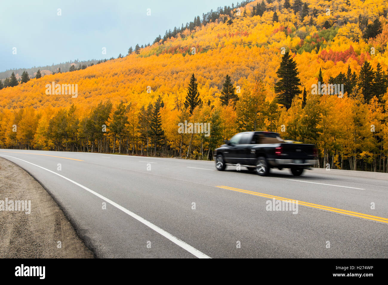 Truck on USA Highway 50 & fall foliage near Monarch Pass; Central