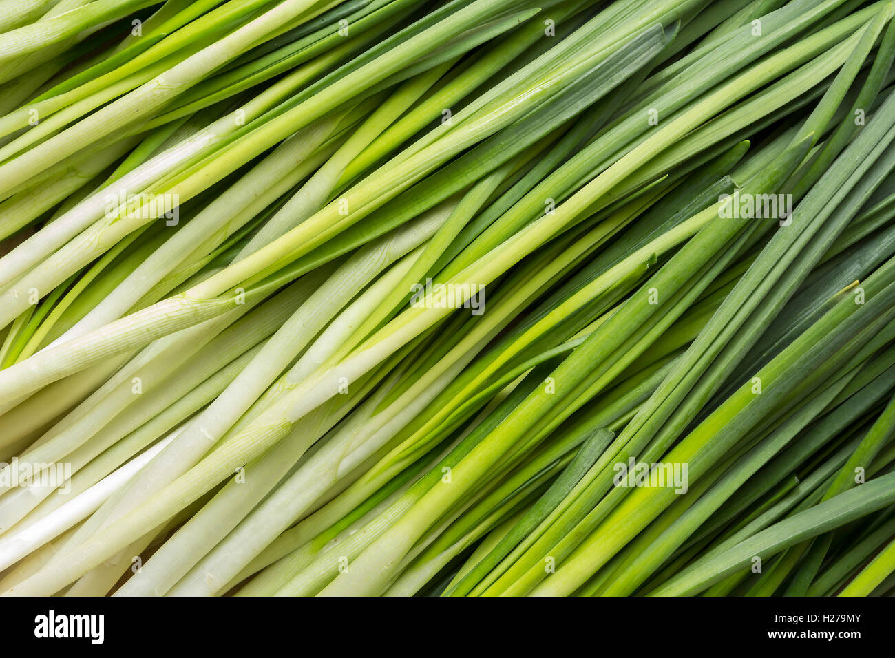 Leaves of onion closeup with water drops Stock Photo - Alamy