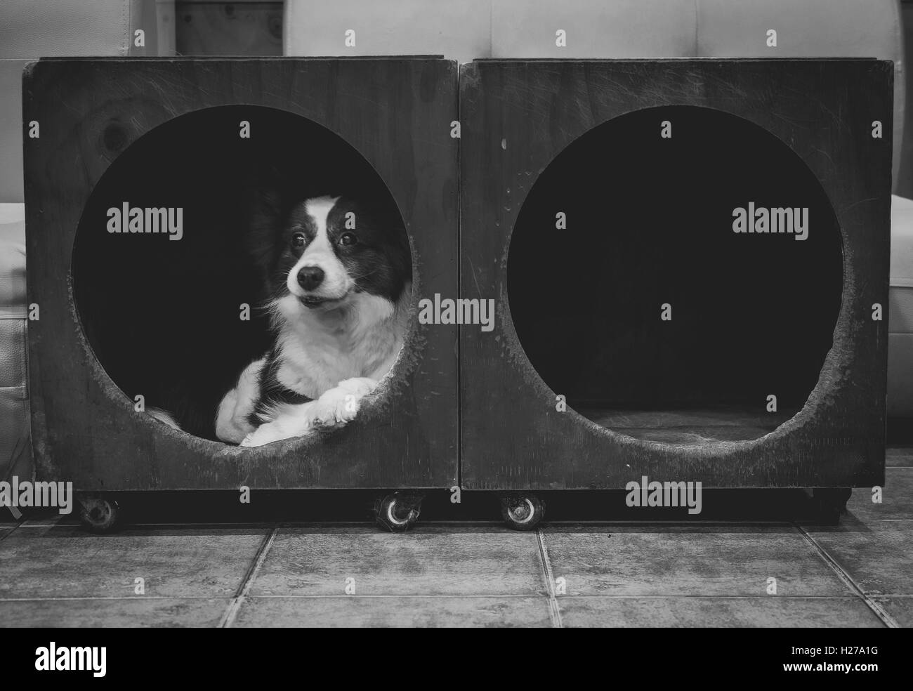 Border Collie in a cubby Stock Photo