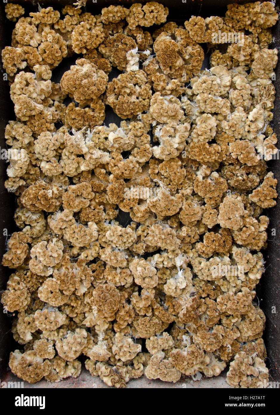 An array of dried out yellow Stock Photo Alamy