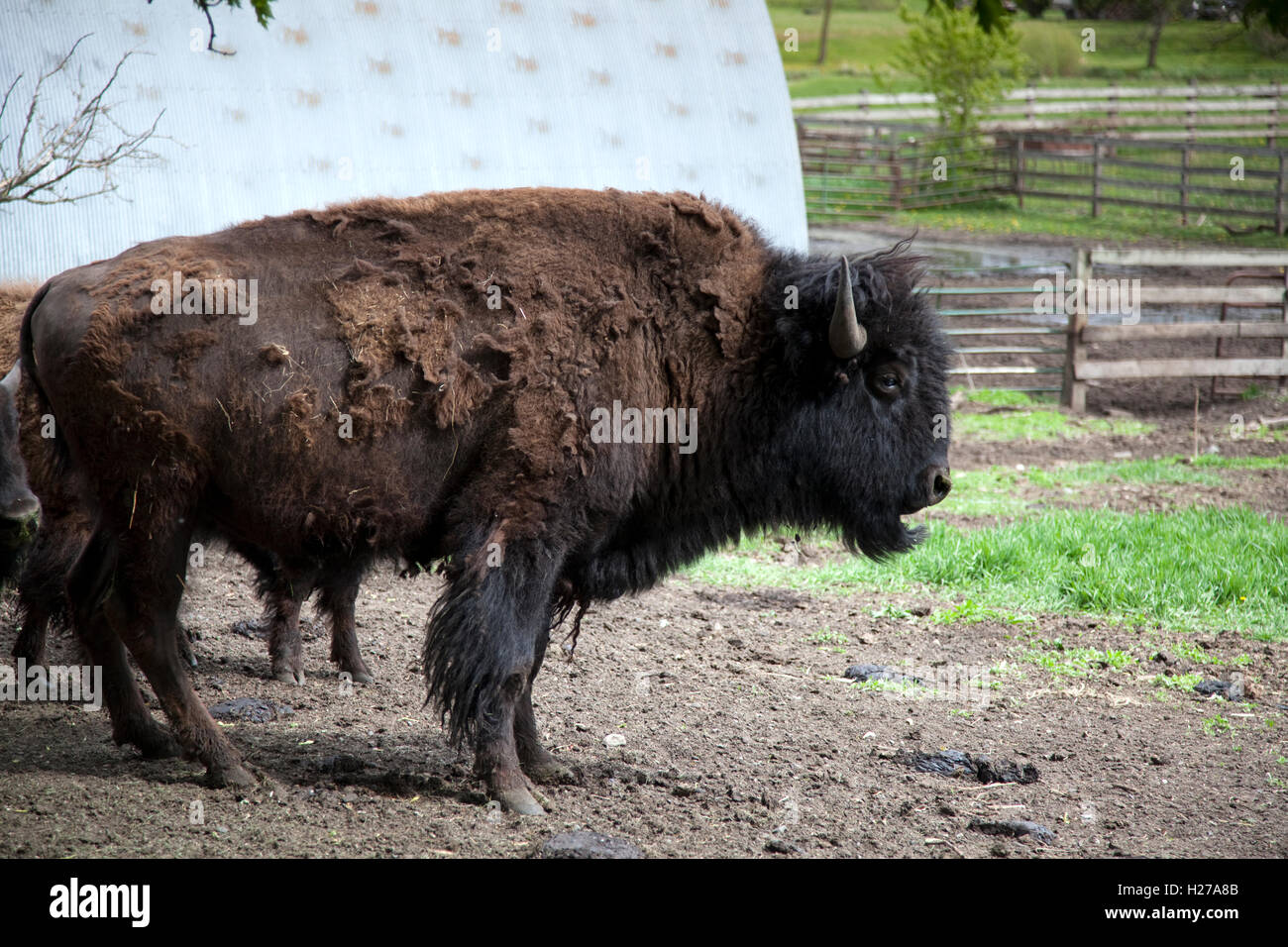 North american cattle ranches hi-res stock photography and images - Alamy