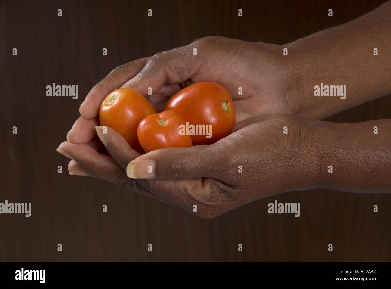 African's hands holding three ripe tomatoes . Stock Photo