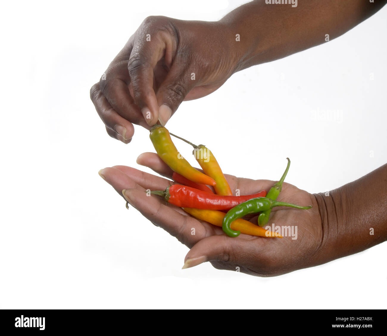 African's hands holding and selecting green and red chilies. Stock Photo