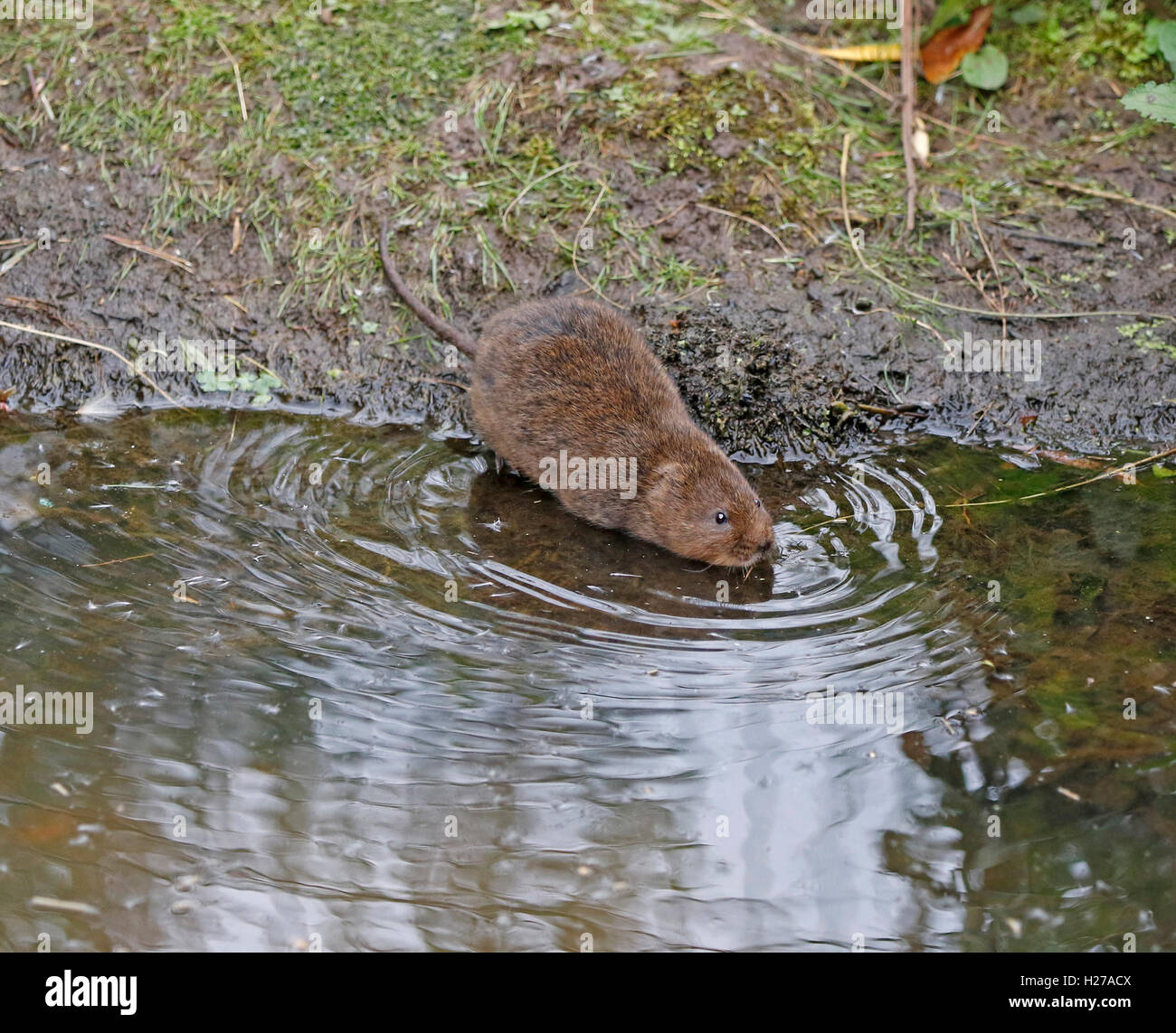 Water vole swimming hires stock photography and images Alamy