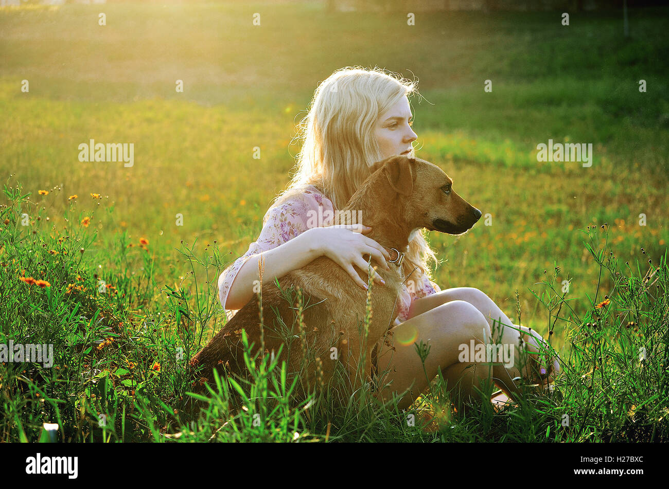 Blond girl in a field with a brown dog Stock Photo - Alamy