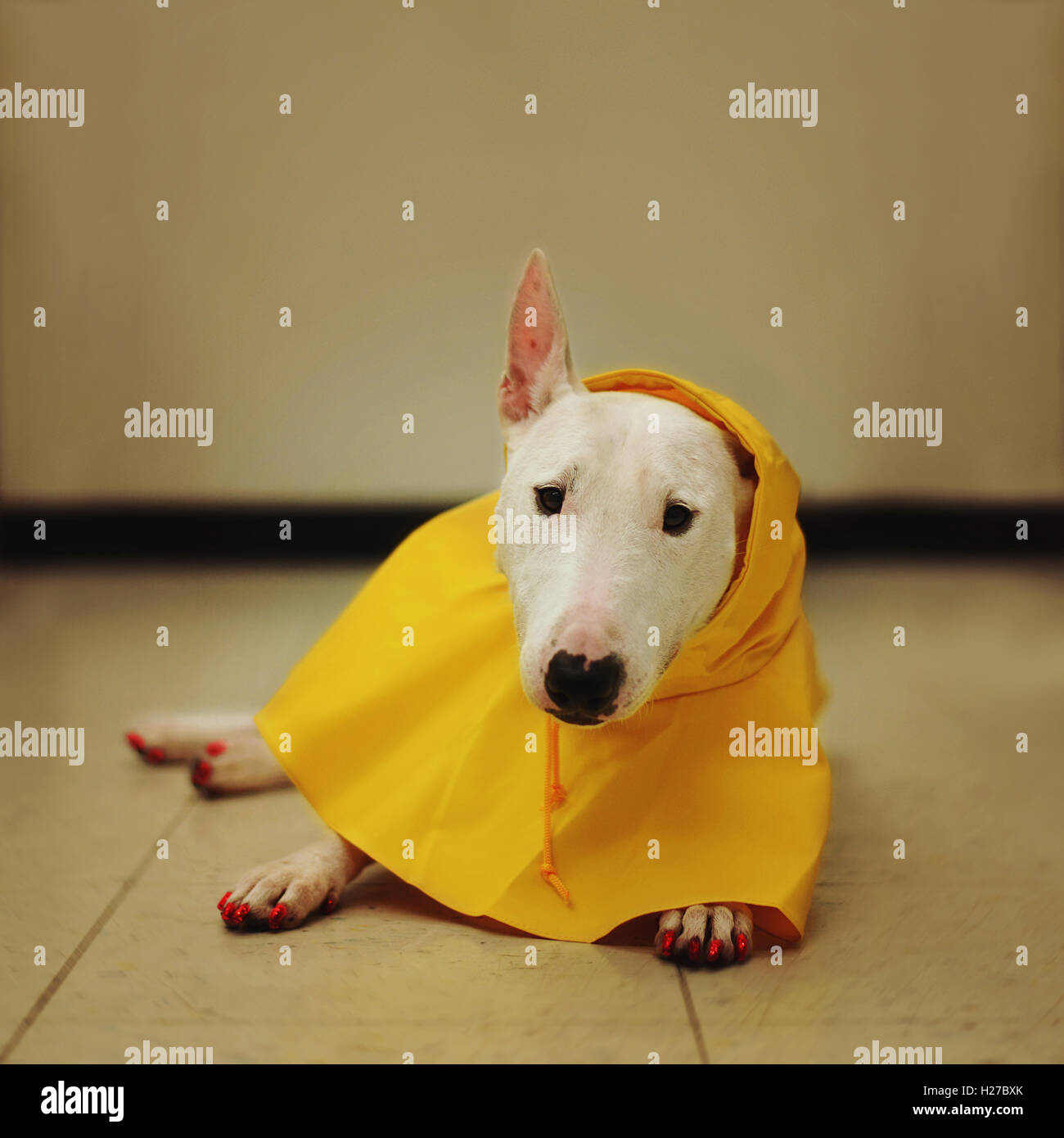 White bull terrier dog laying down in a bright yellow raincoat. Stock Photo