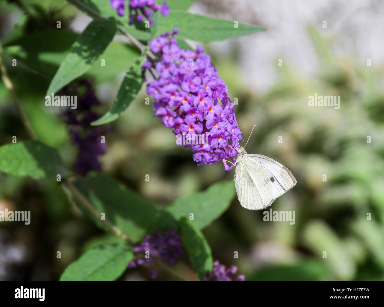 Pieris rapae, the small white, or cabbage white, is a small- to medium-sized butterfly from the family Pieridae. It is also know Stock Photo
