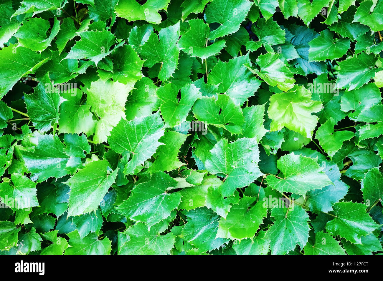 Green grape leaves Stock Photo - Alamy