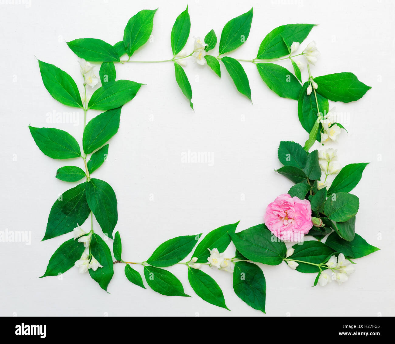 Wreath of pink tea rose and jasmine flowers and leaves on white background. Flat lay. Stock Photo