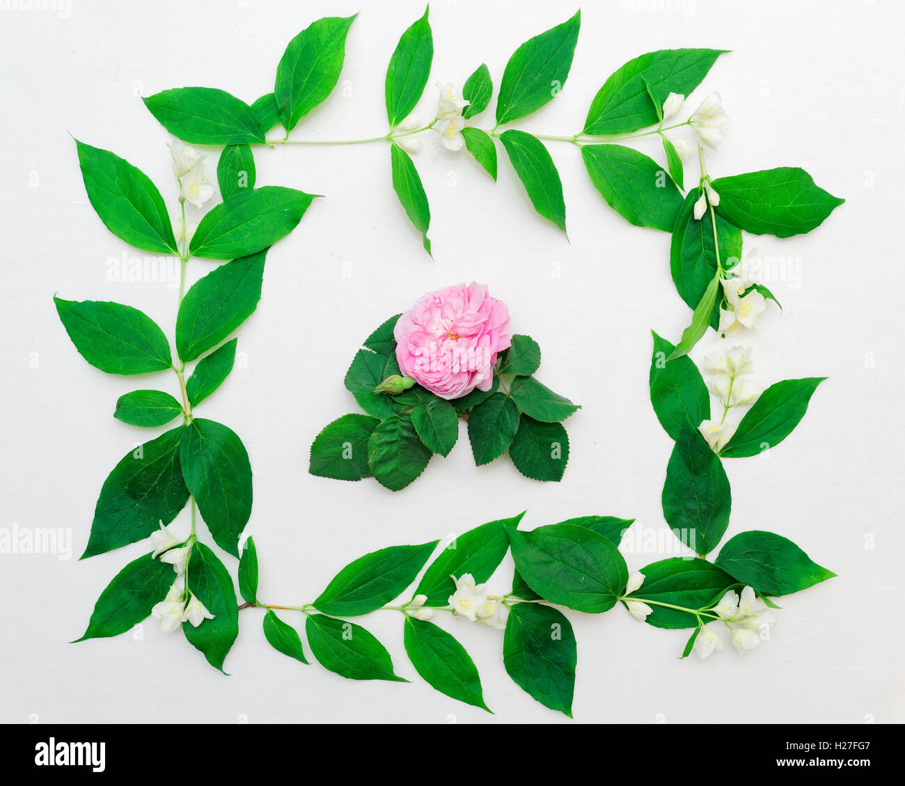 Wreath of pink tea rose and jasmine flowers and leaves on the white background. Flat lay. Stock Photo