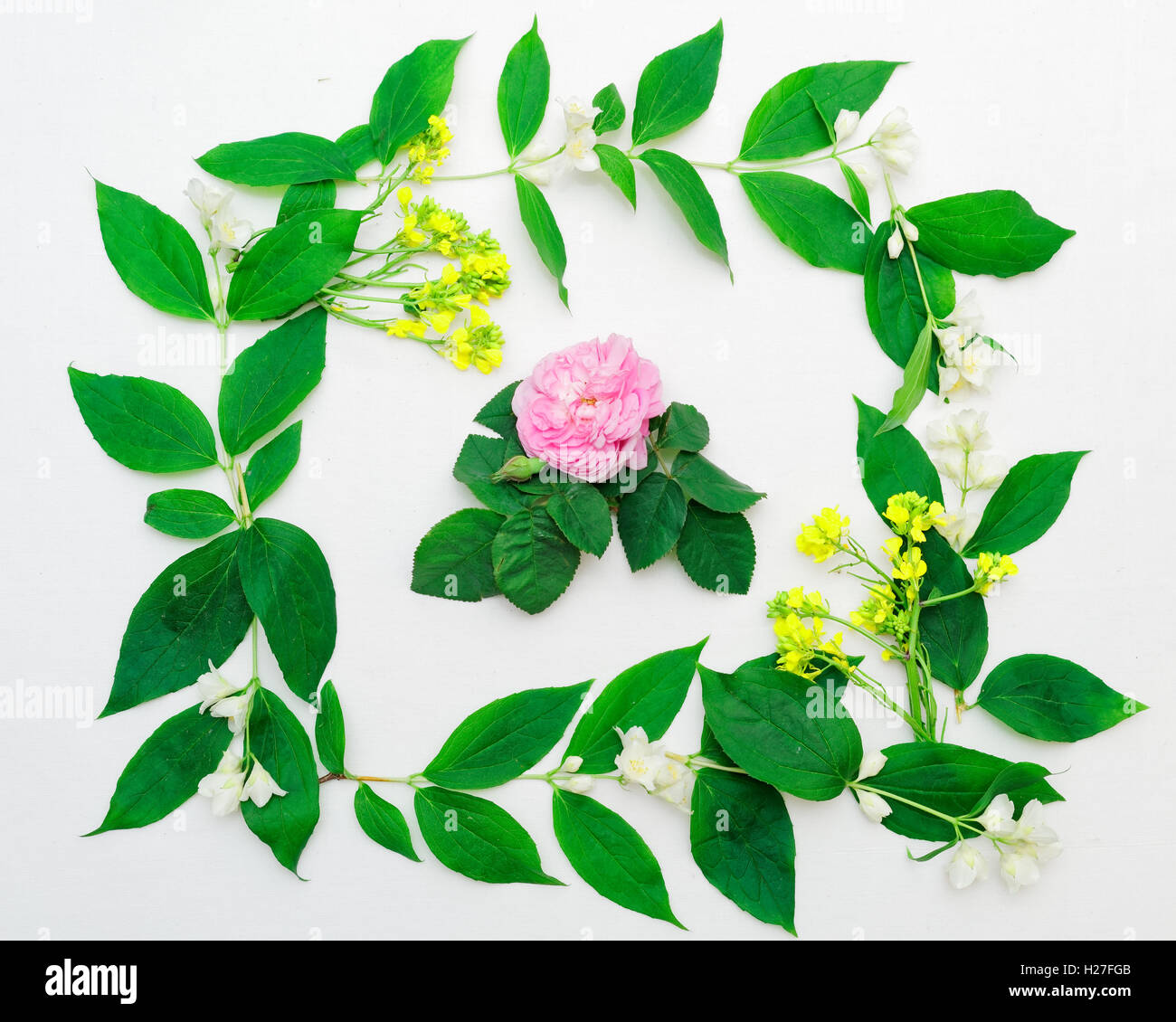 Wreath of pink tea rose, jasmine flowers and leaves and yellow field flowers on white background. Flat lay. Stock Photo