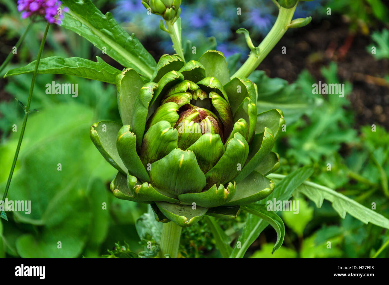 An artichoke growing as an ornamental plant in a flower bed Stock Photo