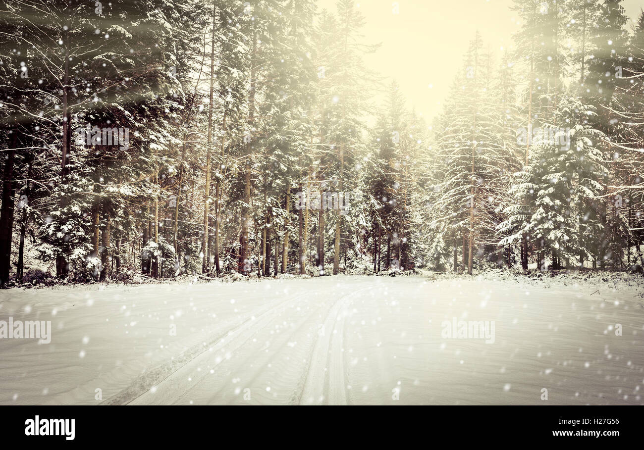Winter landscape. Road covered in snow in dense forest. Stock Photo